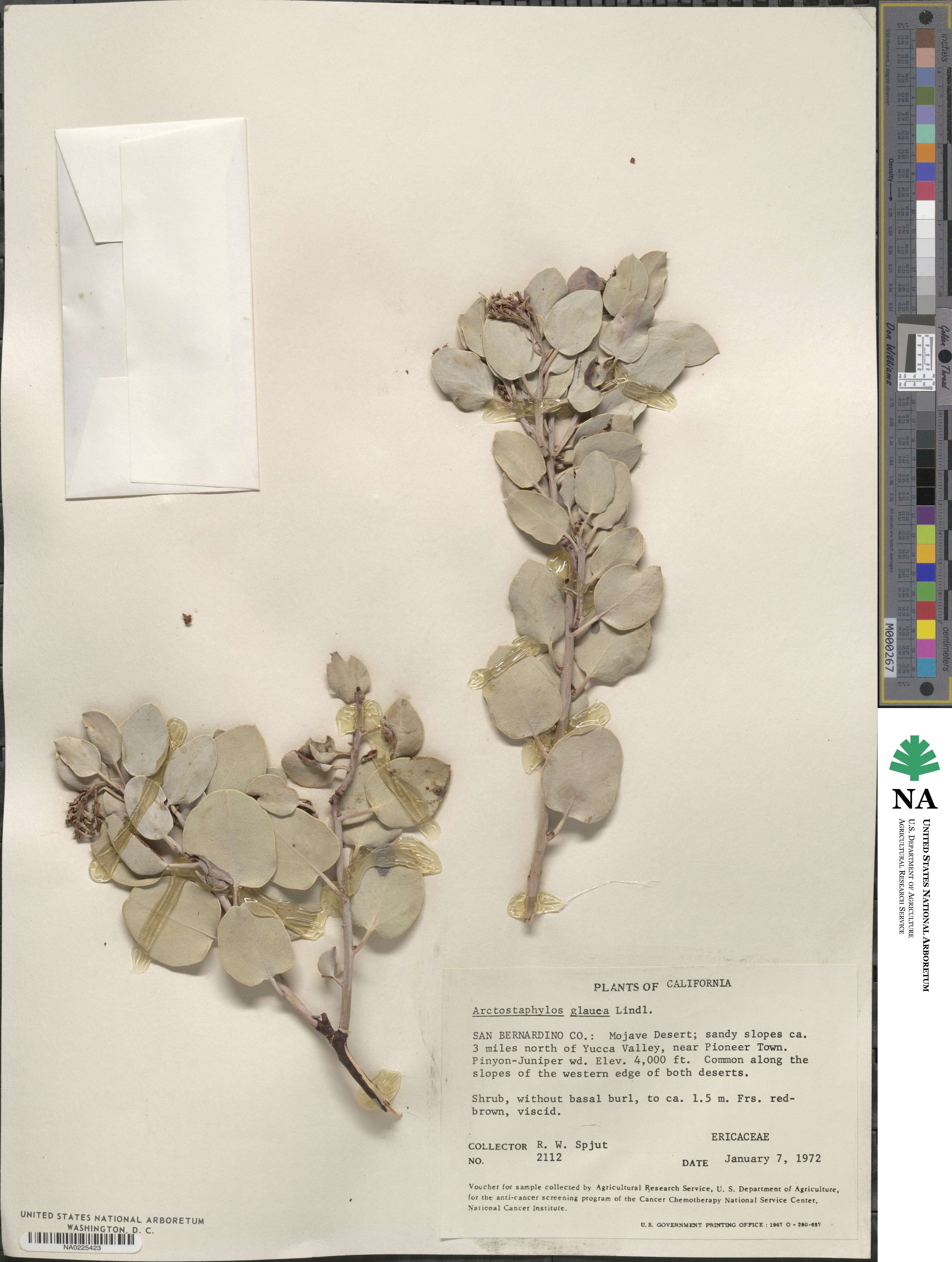 Arctostaphylos glauca image