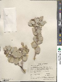 Arctostaphylos glauca image