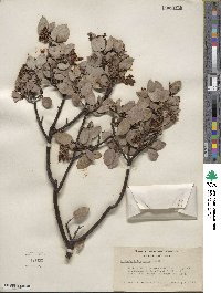 Arctostaphylos glauca image