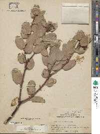 Arctostaphylos glauca image