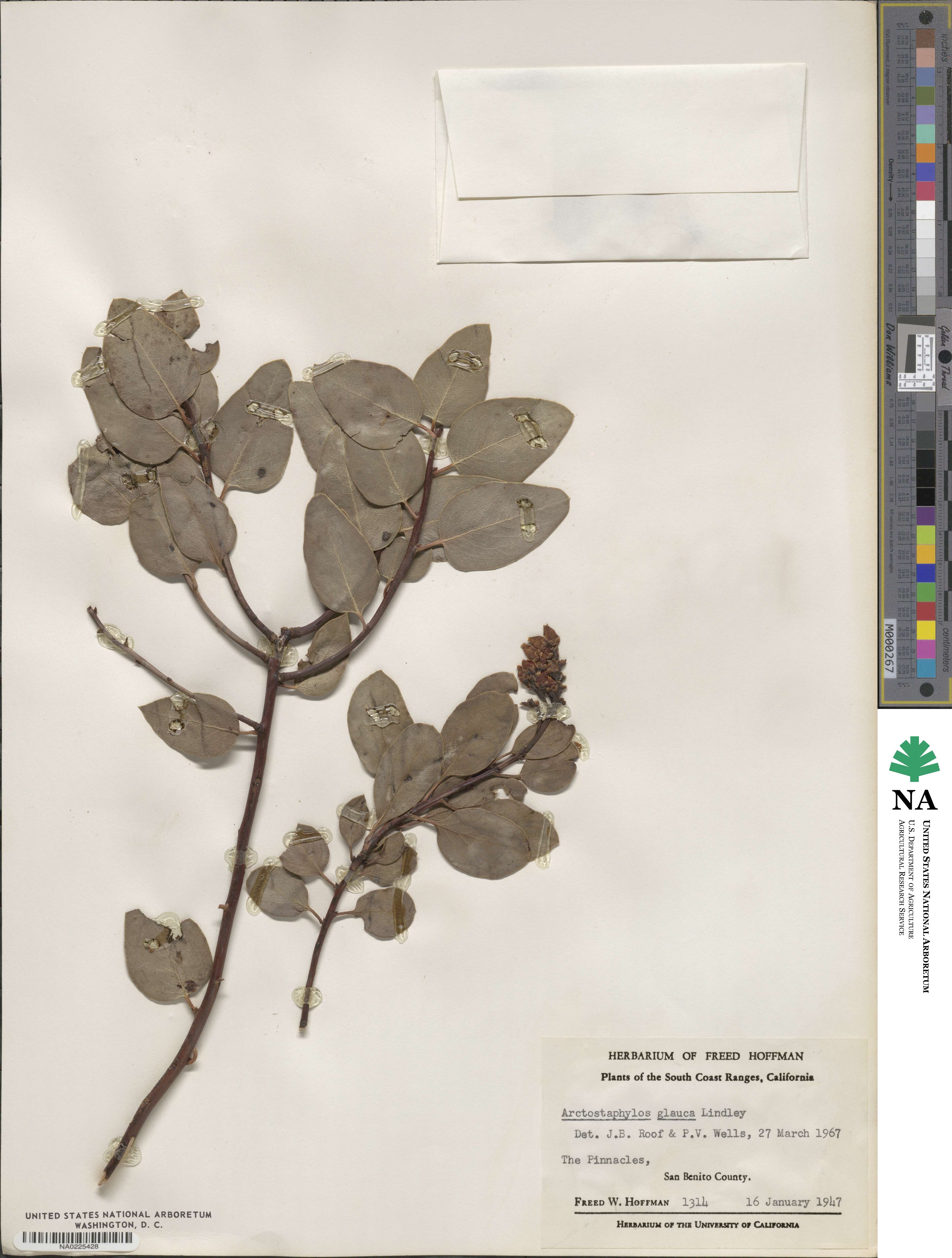 Arctostaphylos glauca image