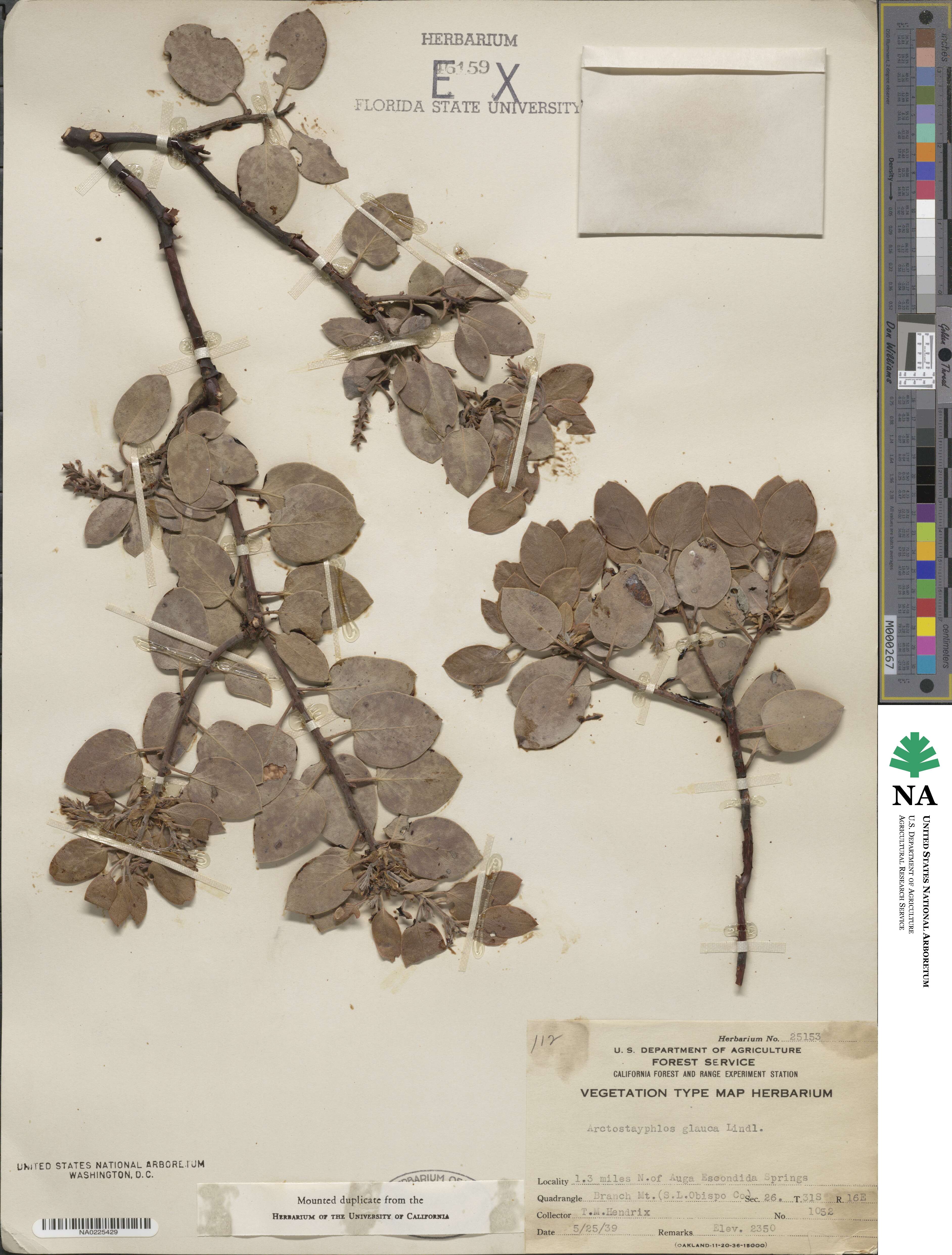 Arctostaphylos glauca image
