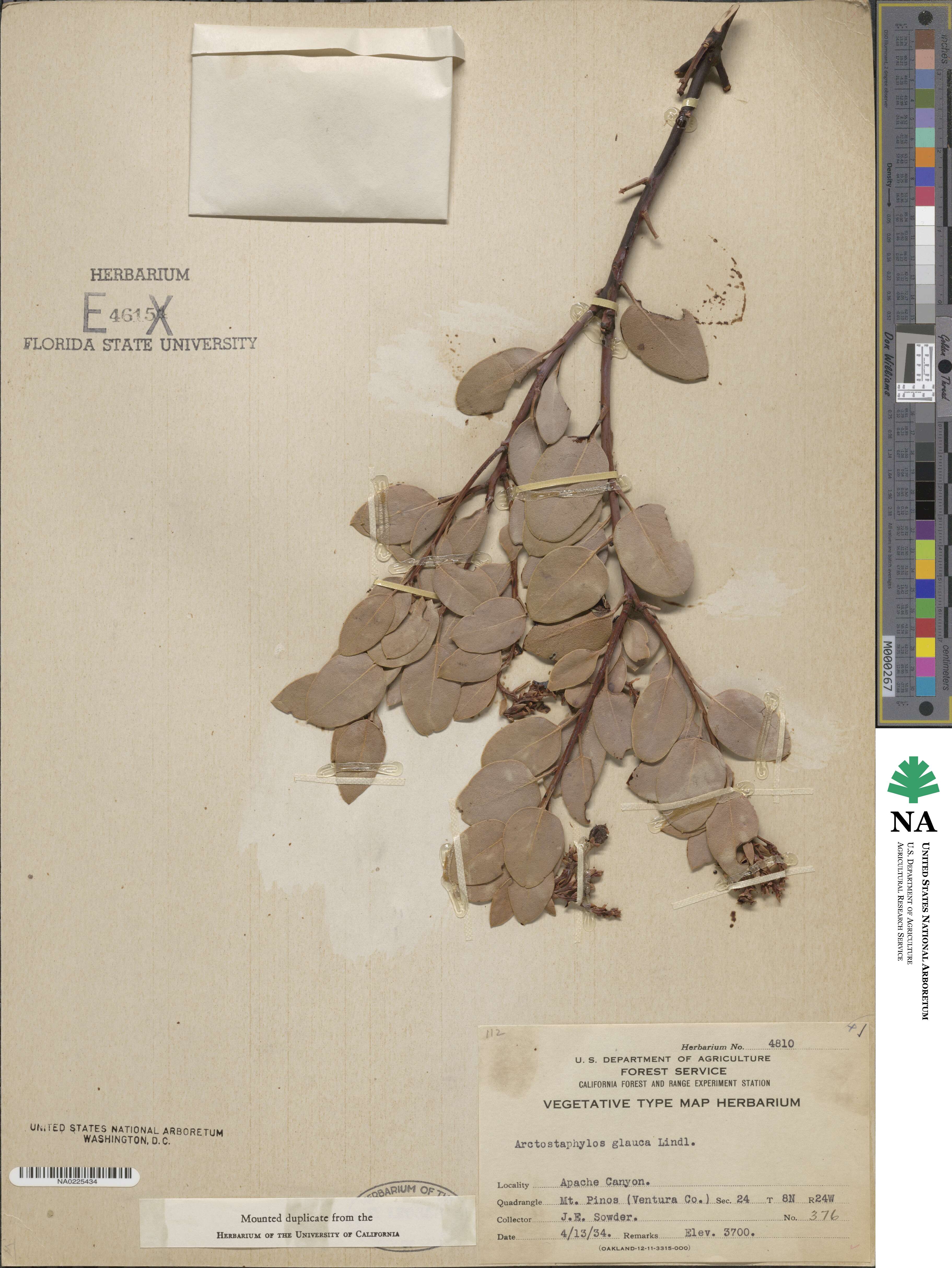 Arctostaphylos glauca image