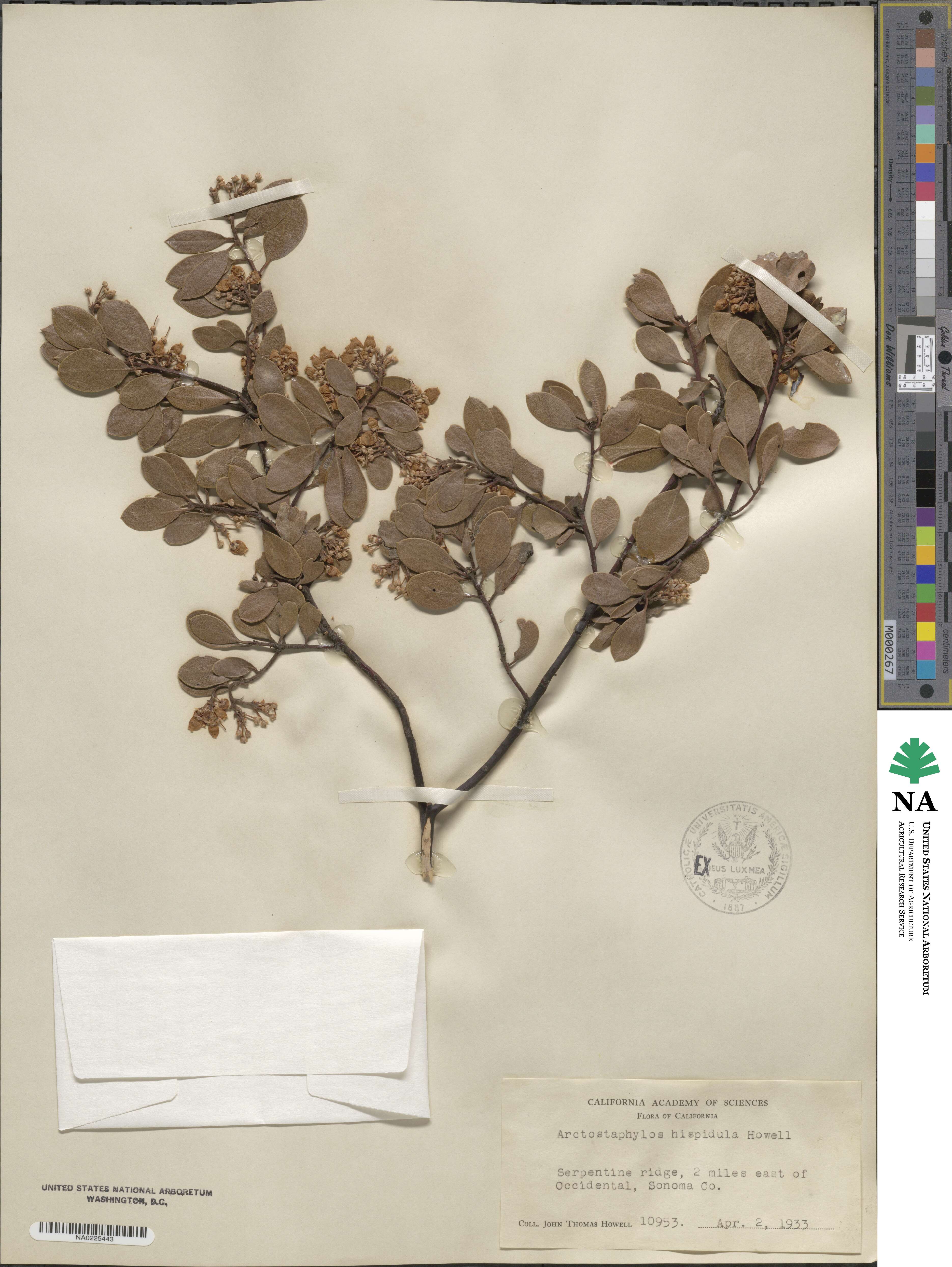 Arctostaphylos hispidula image