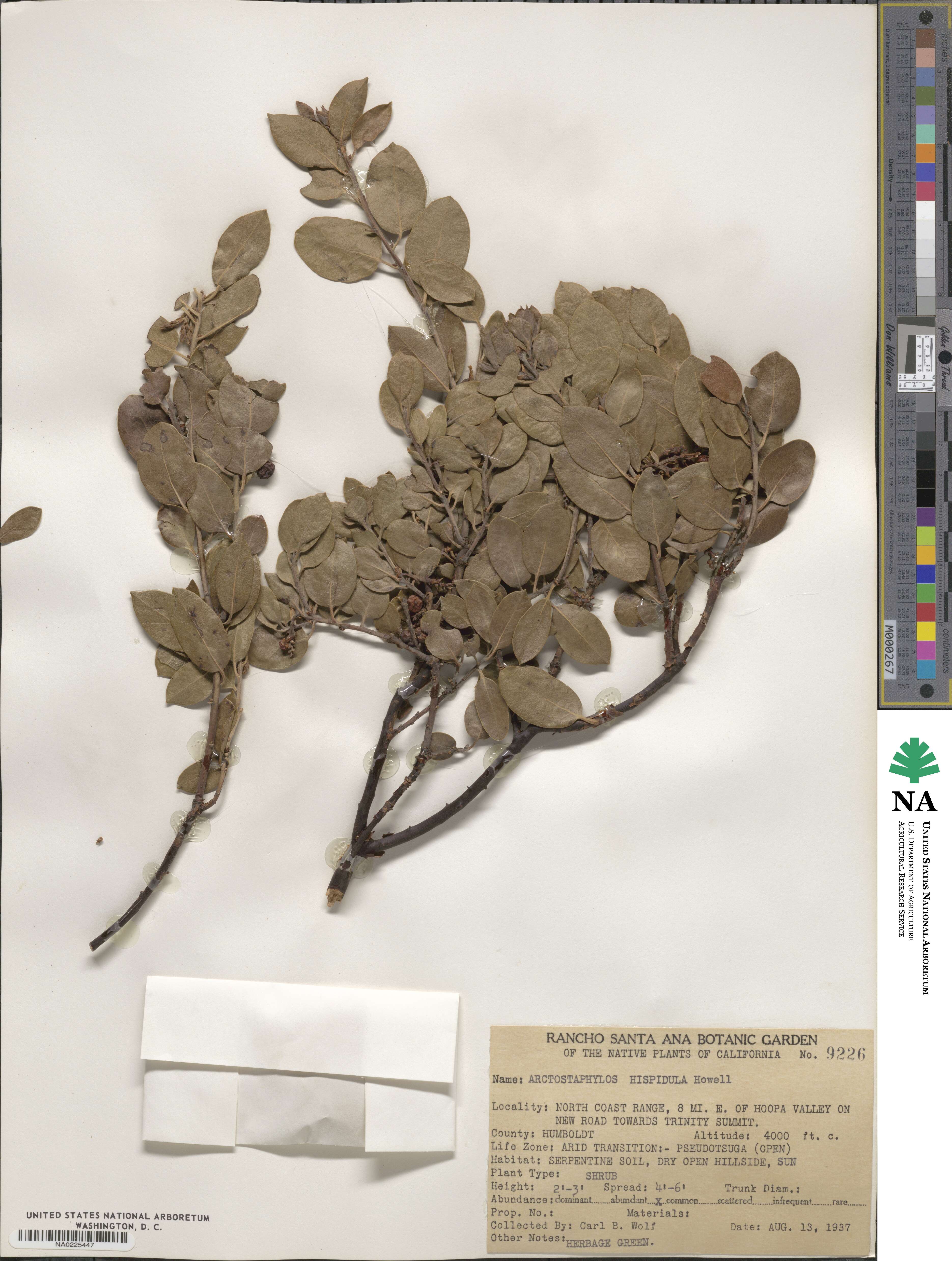 Arctostaphylos hispidula image