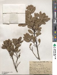 Arctostaphylos hispidula image