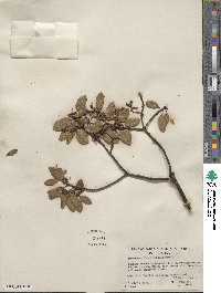 Arctostaphylos hispidula image