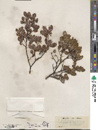 Arctostaphylos hookeri image