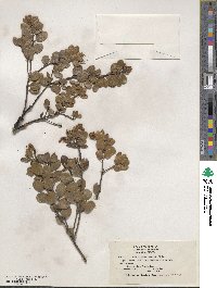 Arctostaphylos hookeri image