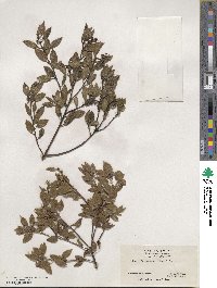 Arctostaphylos hookeri image