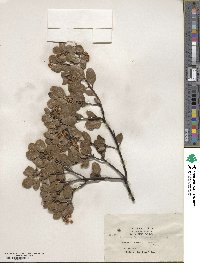 Arctostaphylos hookeri image