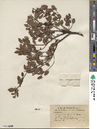 Arctostaphylos hookeri image