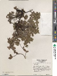 Arctostaphylos hookeri image