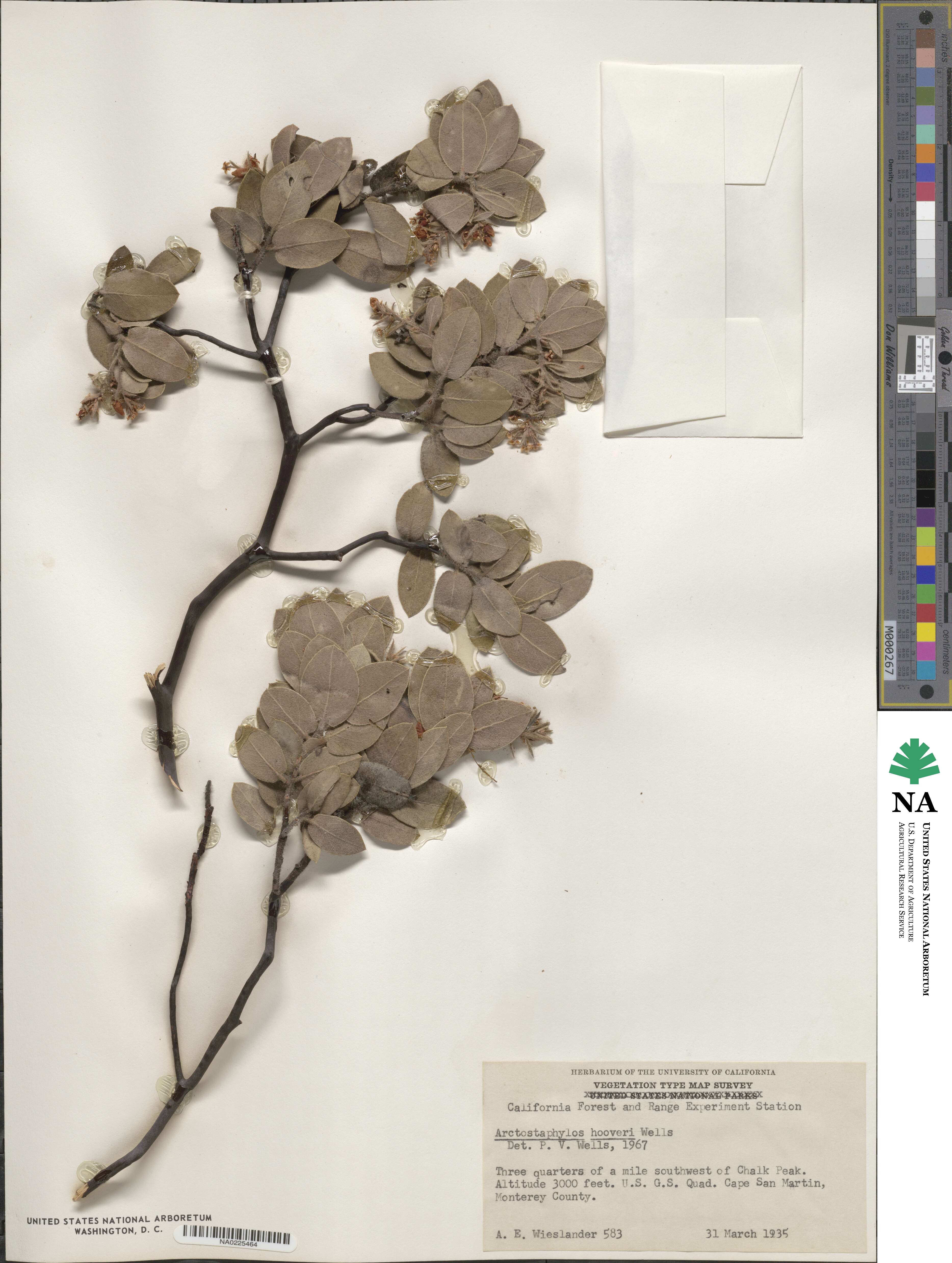 Arctostaphylos hooveri image