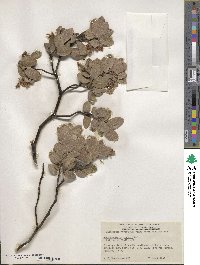 Image of Arctostaphylos hooveri