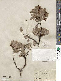 Arctostaphylos glandulosa subsp. zacaensis image