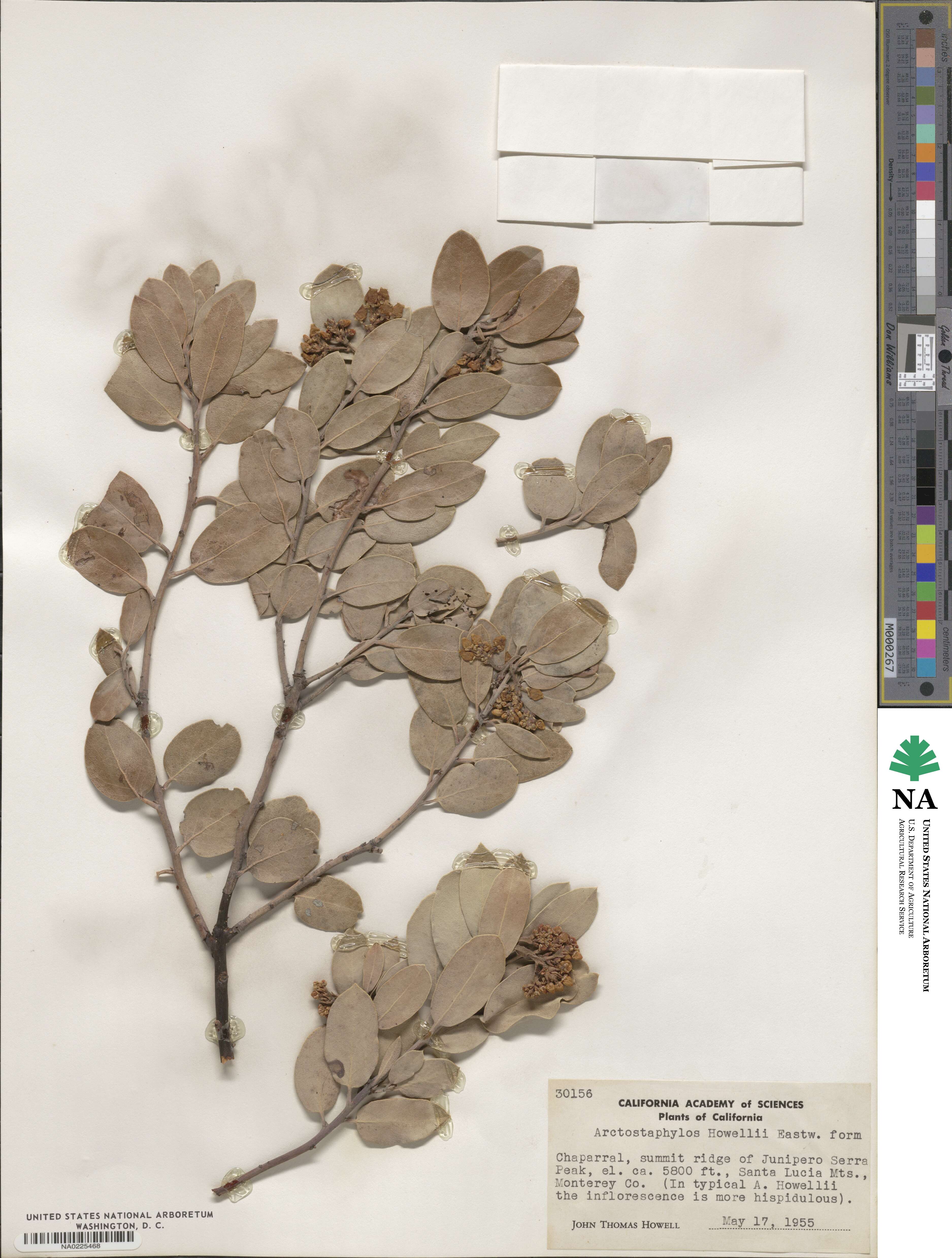 Arctostaphylos glandulosa subsp. zacaensis image