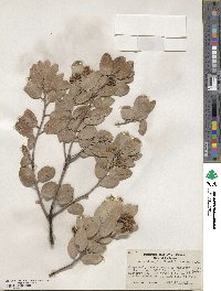 Arctostaphylos glandulosa subsp. zacaensis image