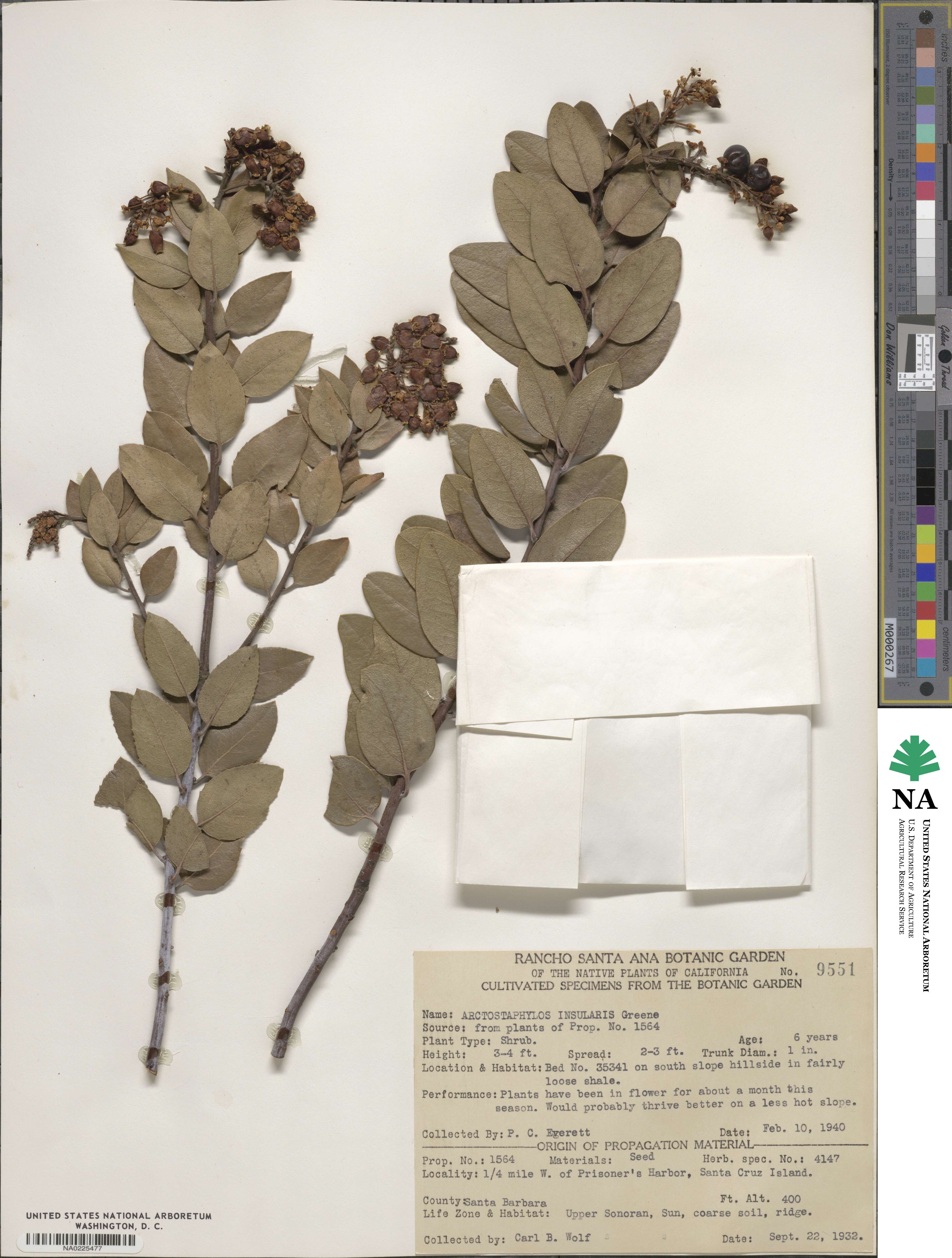 Arctostaphylos insularis image