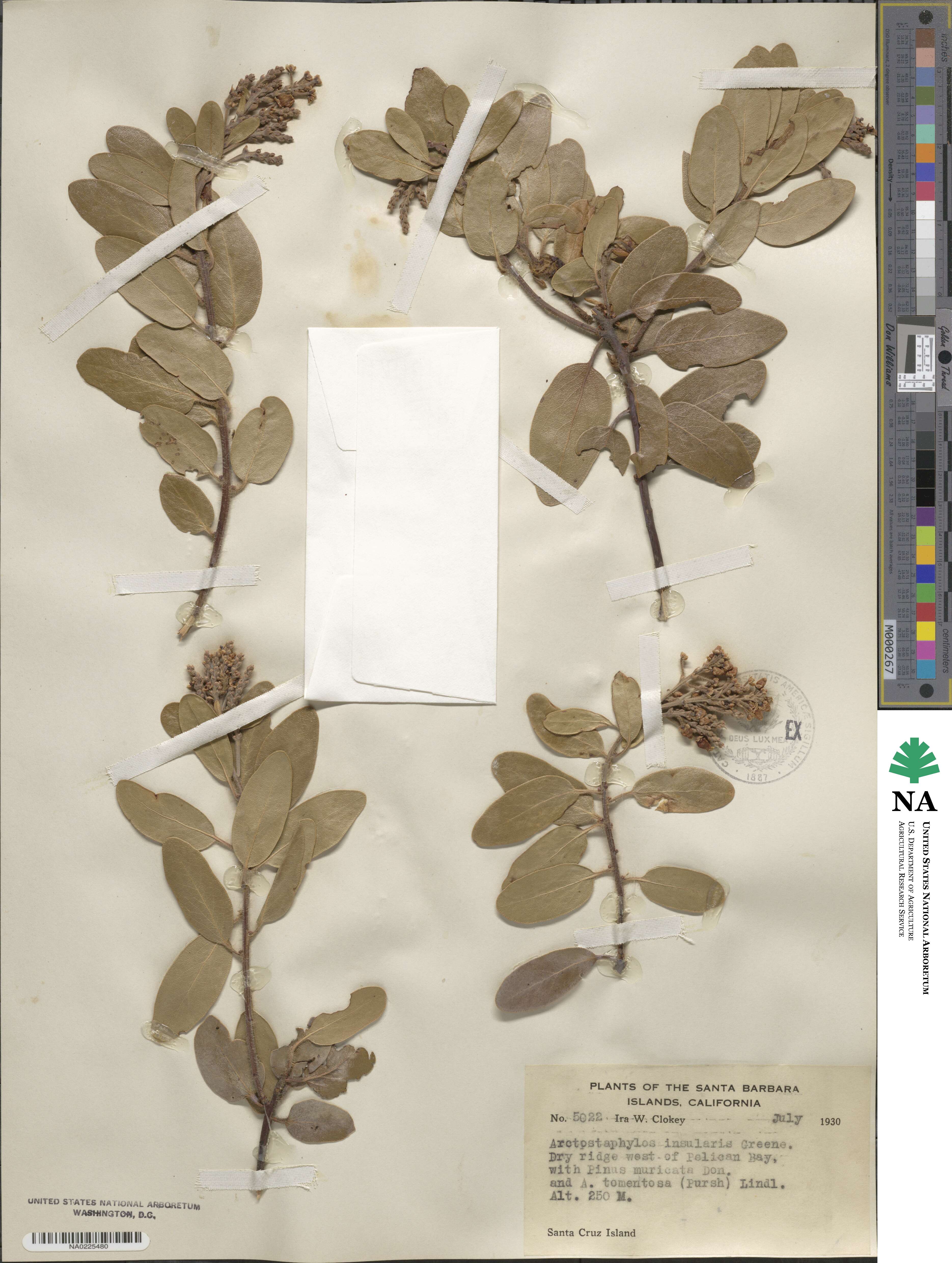 Arctostaphylos insularis image