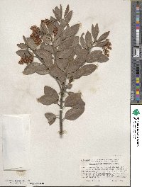 Arctostaphylos manzanita image