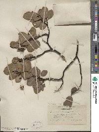 Arctostaphylos manzanita image