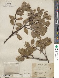 Arctostaphylos manzanita image