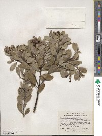 Arctostaphylos manzanita image