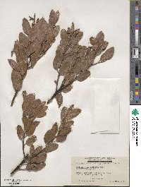 Arctostaphylos manzanita image