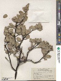 Arctostaphylos manzanita image