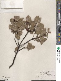 Arctostaphylos manzanita image