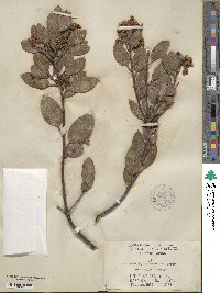 Arctostaphylos manzanita image