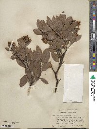 Arctostaphylos manzanita image