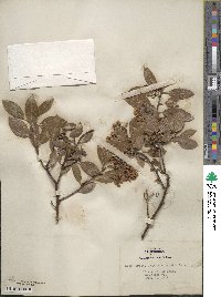 Arctostaphylos manzanita image