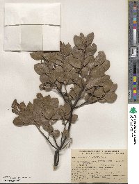 Arctostaphylos manzanita image