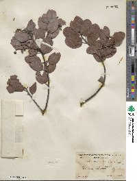 Arctostaphylos manzanita image