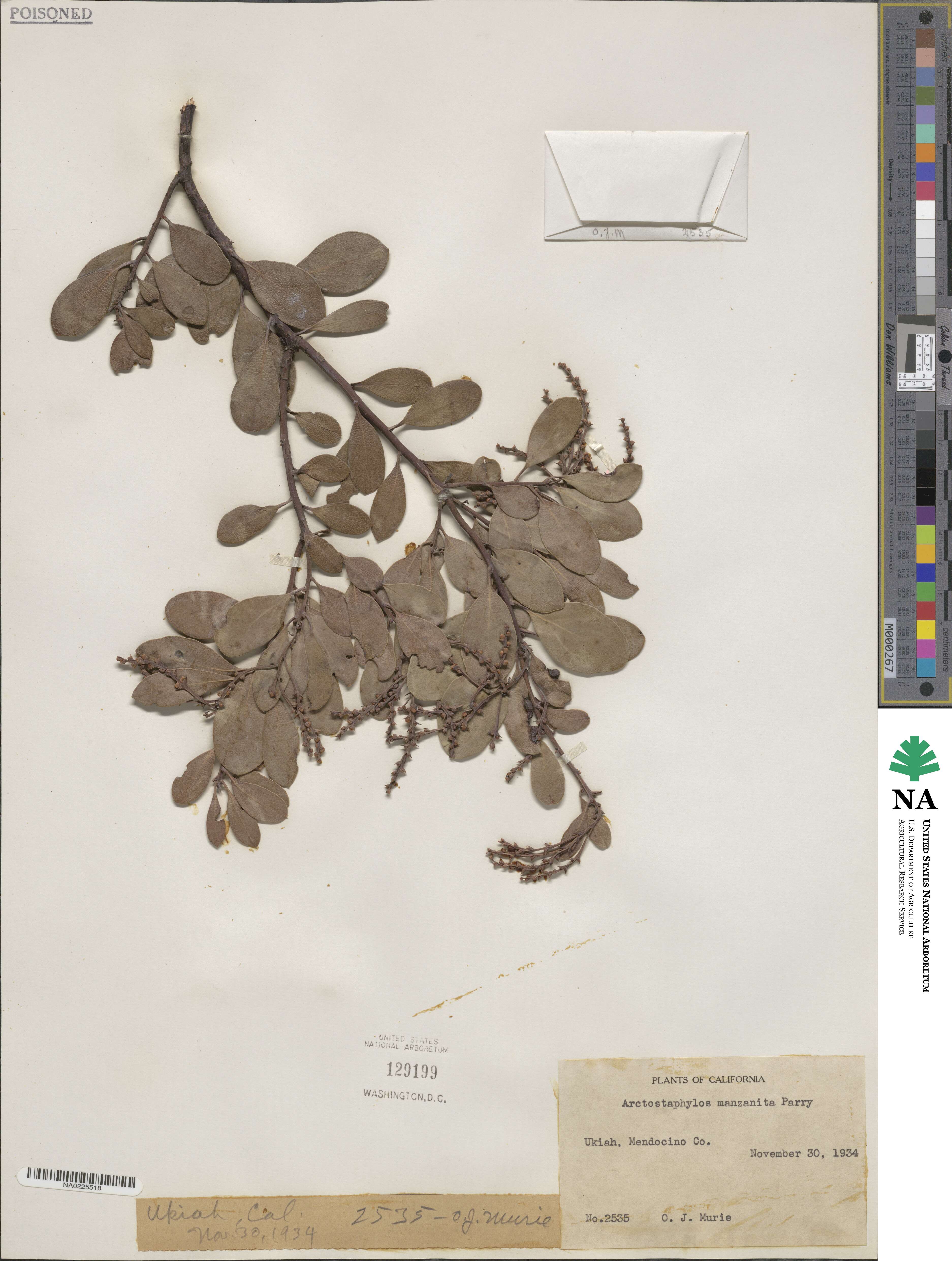 Arctostaphylos manzanita image