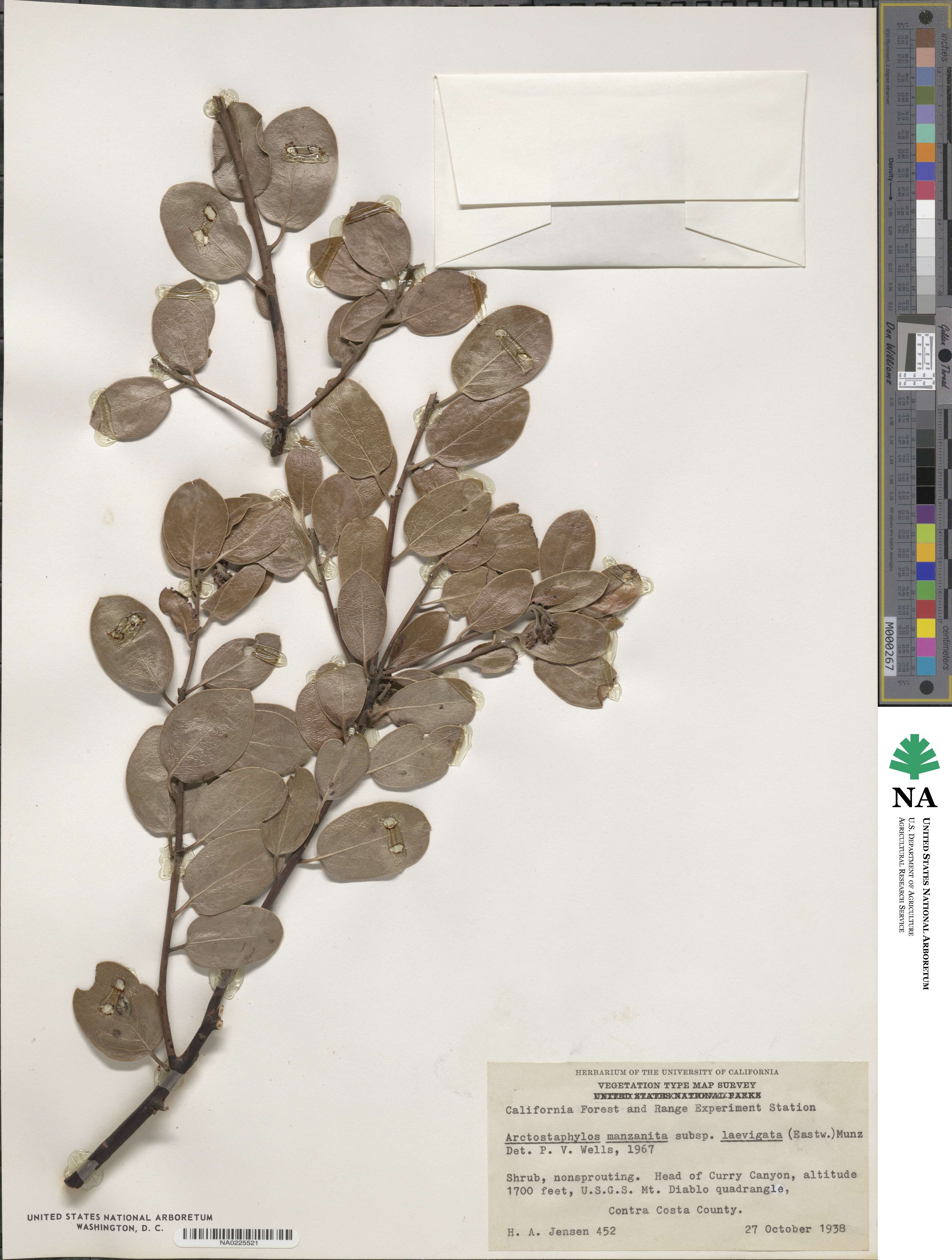 Arctostaphylos manzanita subsp. laevigata image