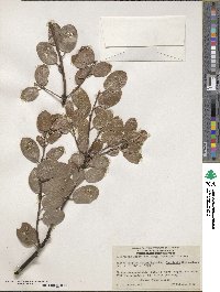 Arctostaphylos manzanita image