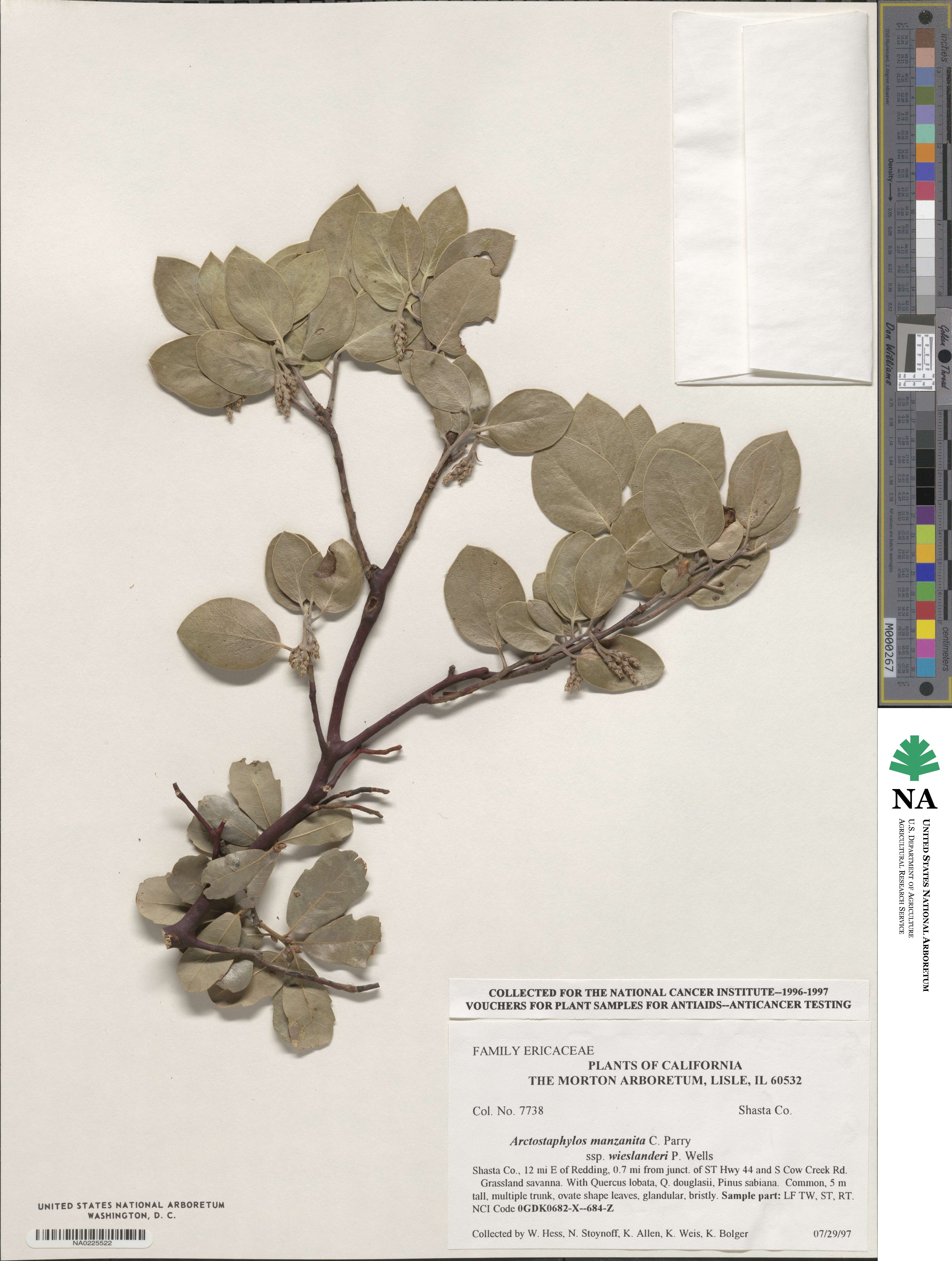 Arctostaphylos manzanita subsp. wieslanderi image