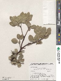 Arctostaphylos manzanita image