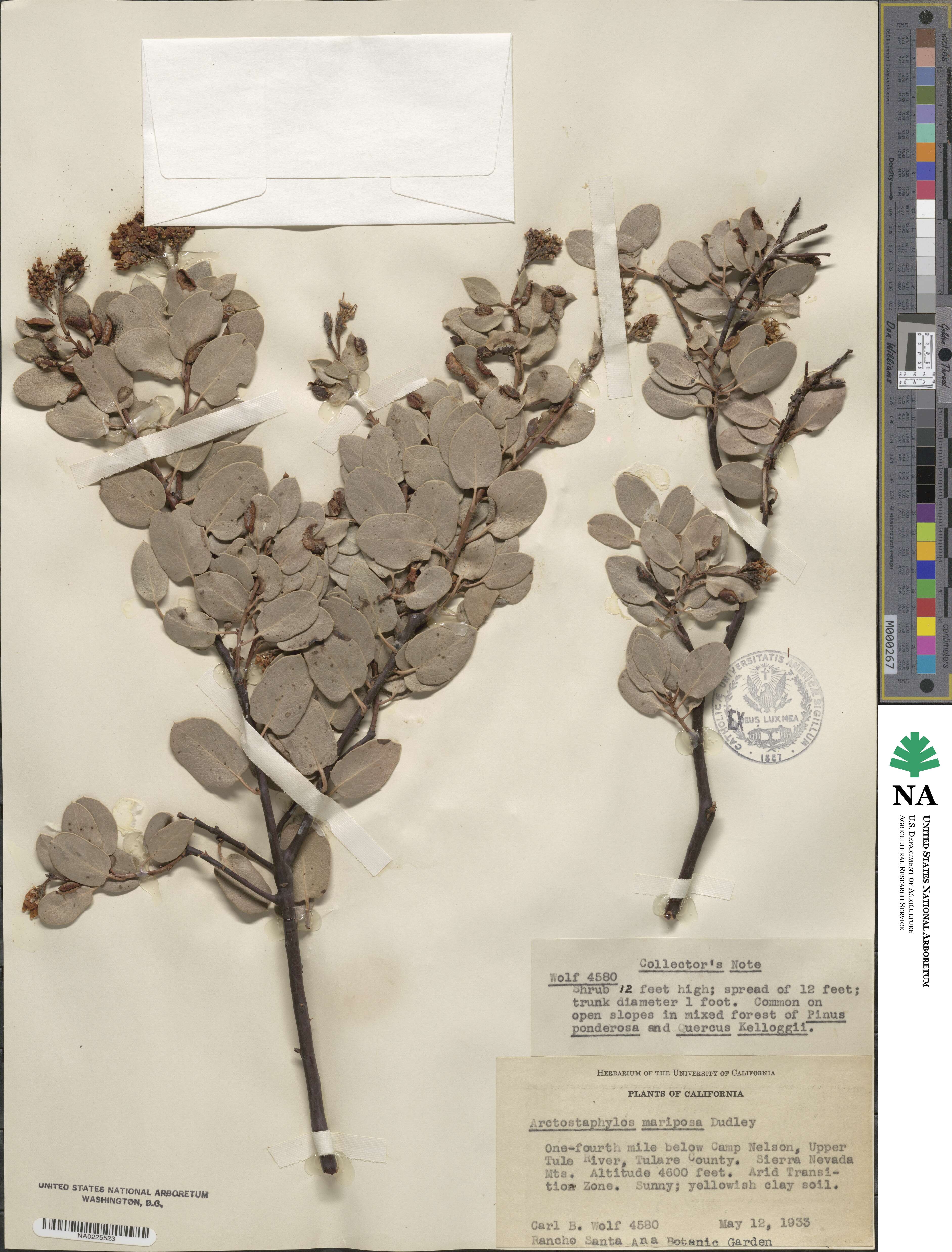 Arctostaphylos viscida subsp. mariposa image