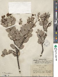 Arctostaphylos viscida subsp. mariposa image