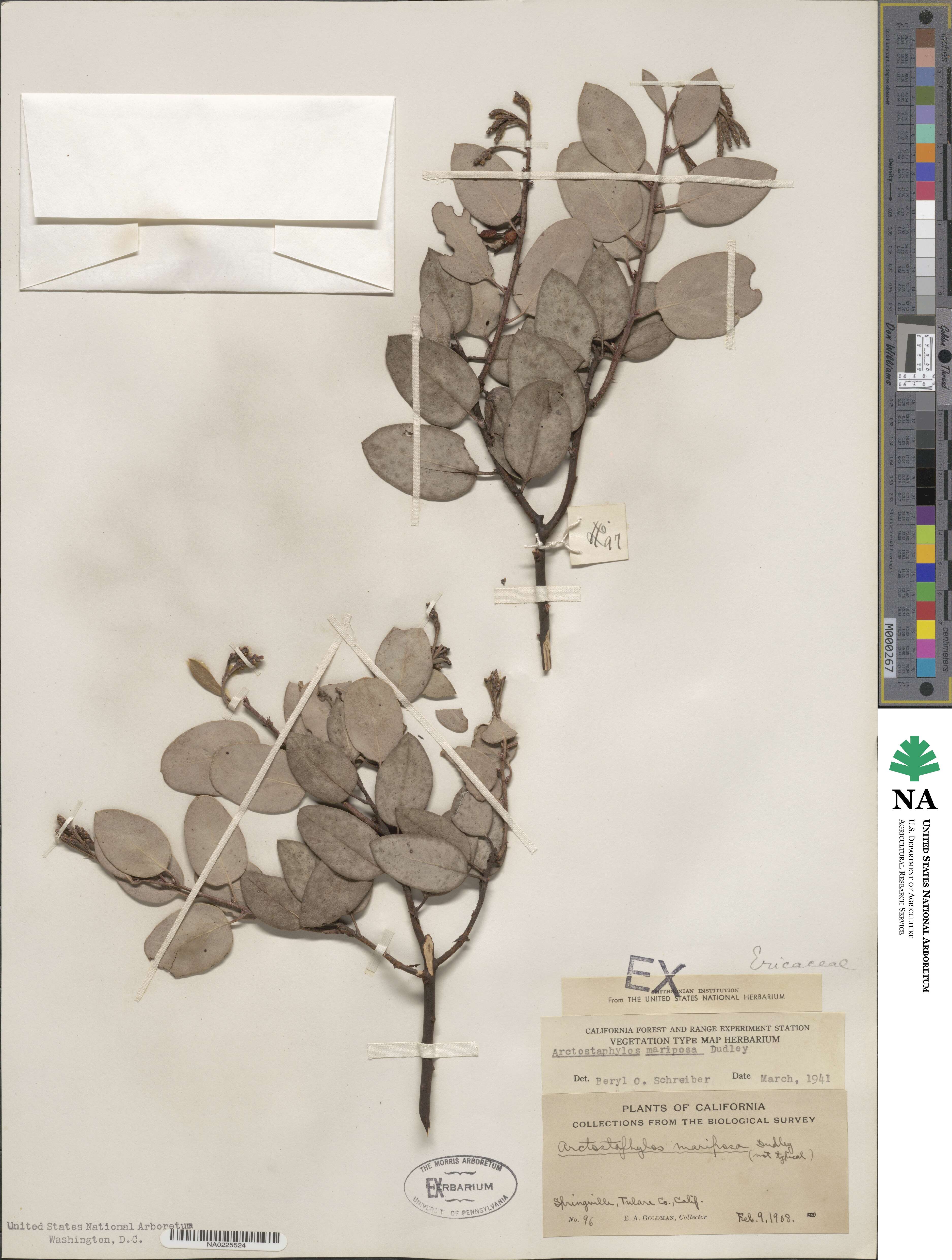 Arctostaphylos viscida subsp. mariposa image