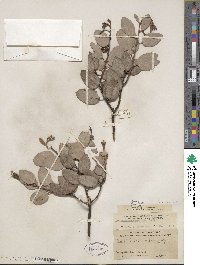 Arctostaphylos viscida subsp. mariposa image