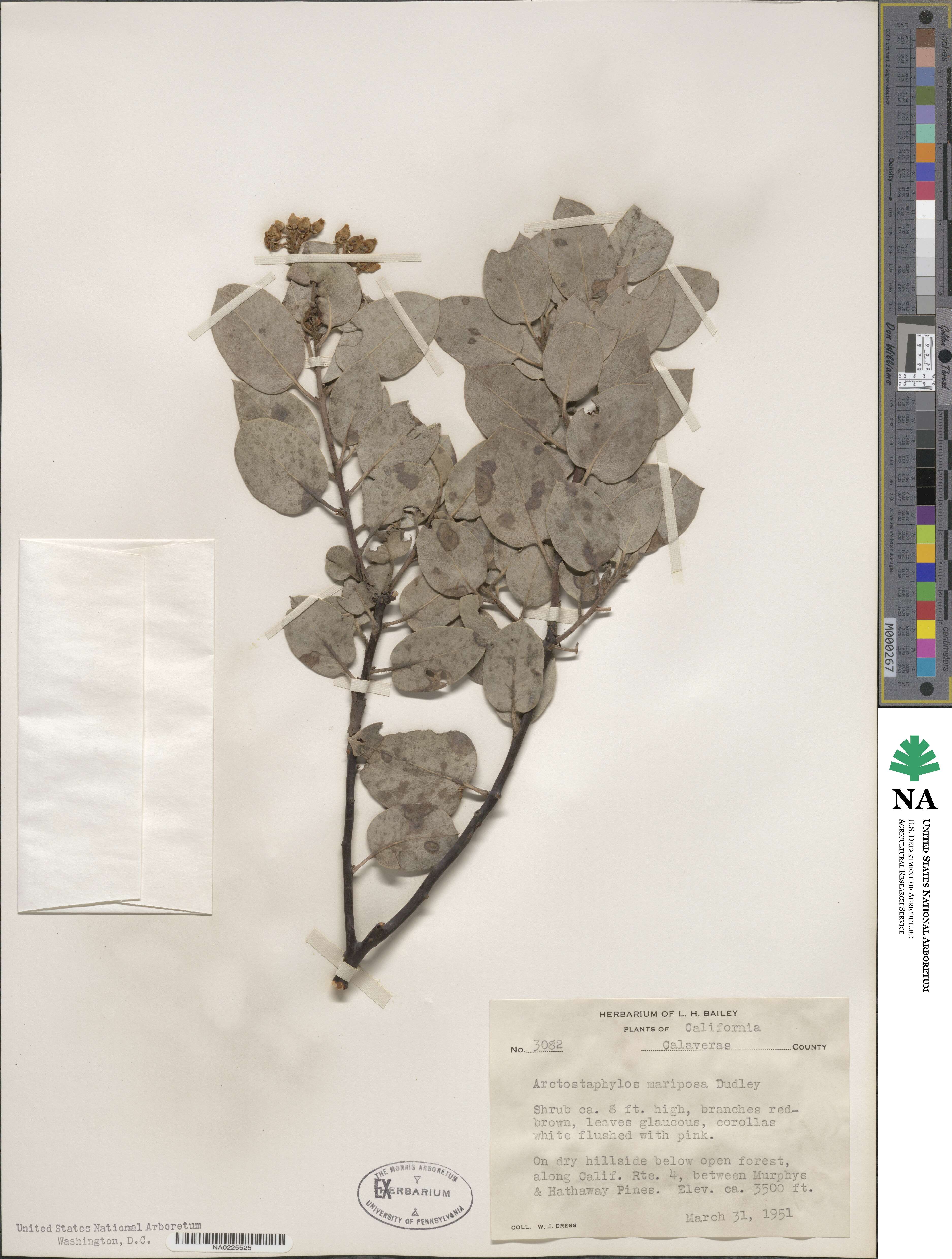 Arctostaphylos viscida subsp. mariposa image