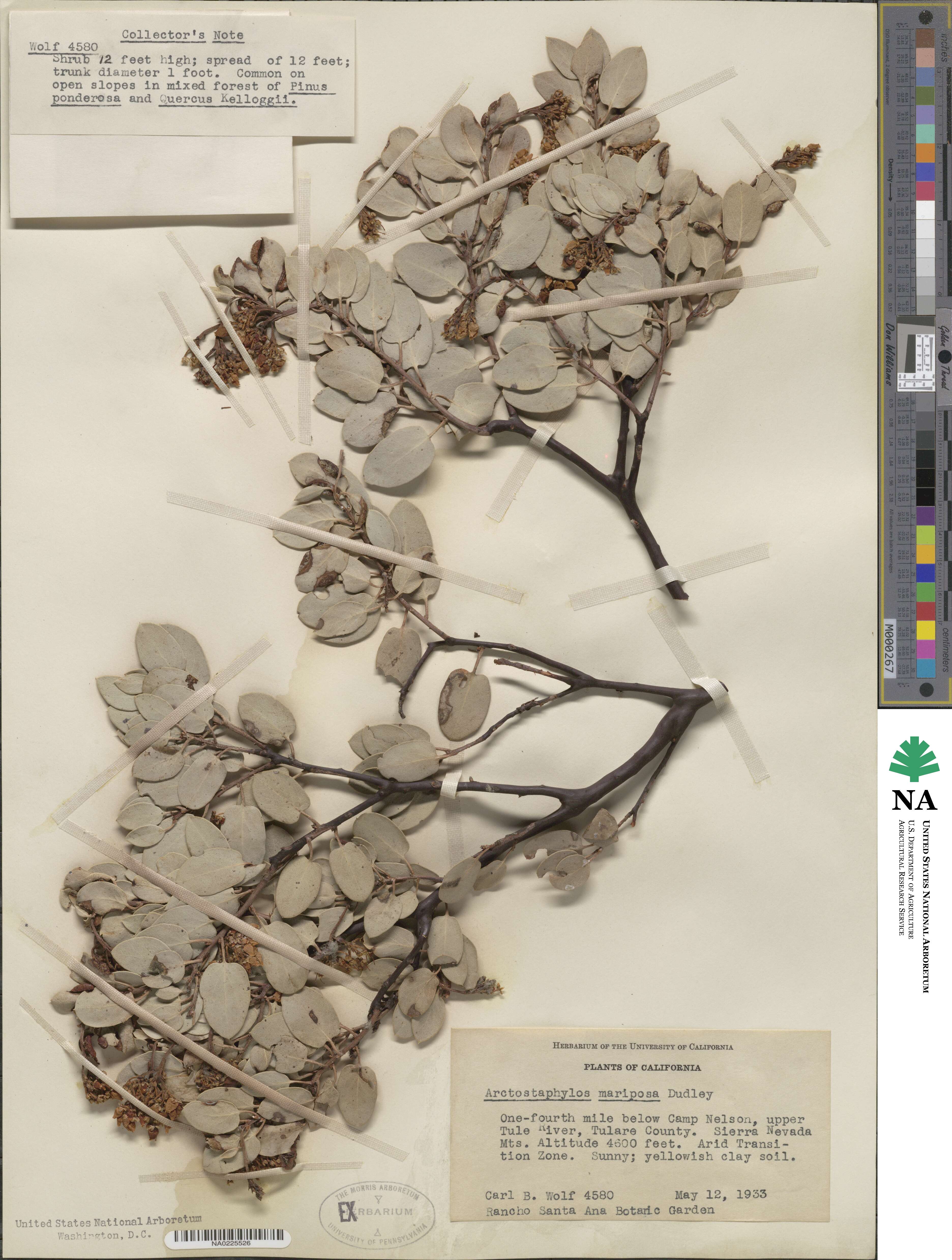 Arctostaphylos viscida subsp. mariposa image