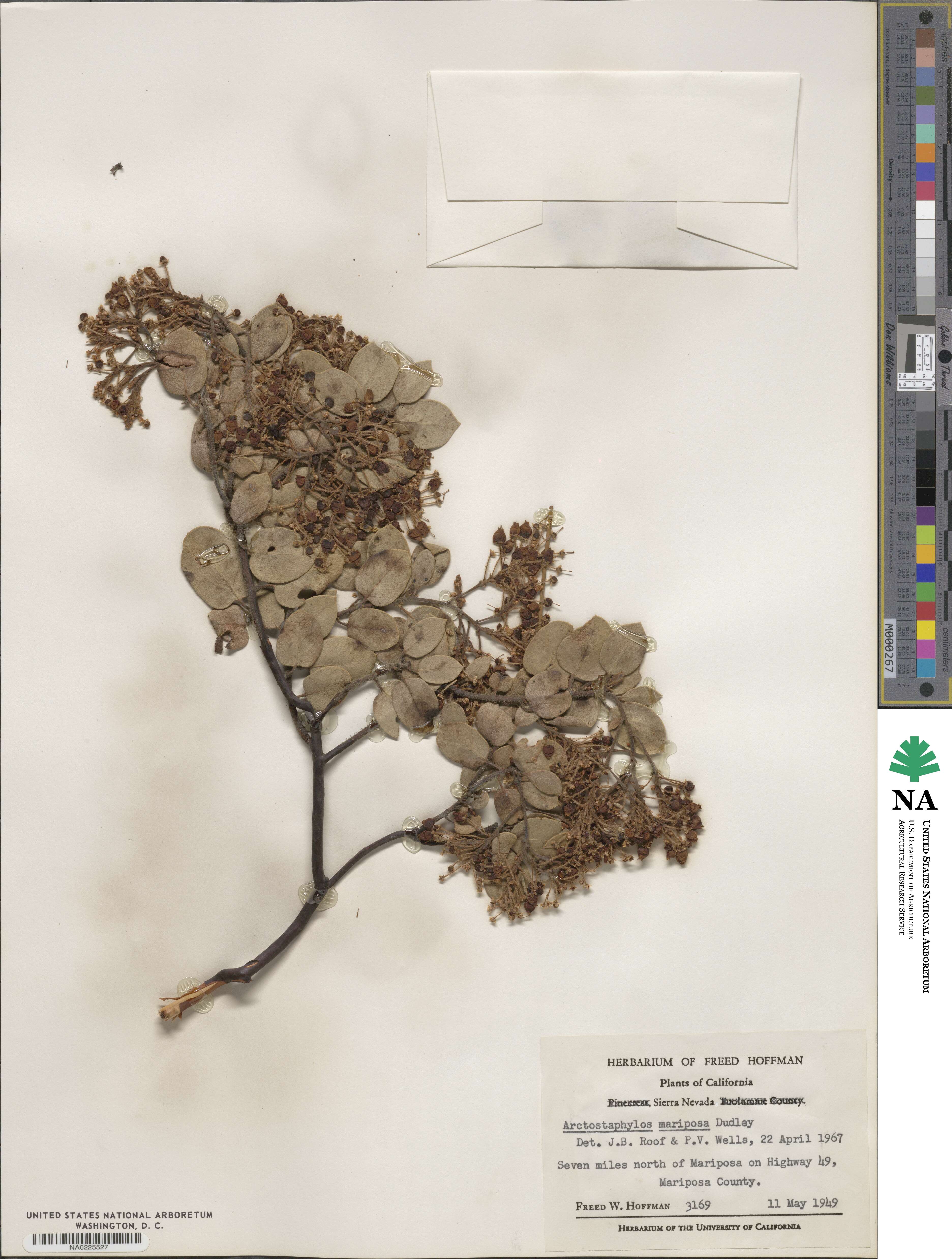 Arctostaphylos viscida subsp. mariposa image