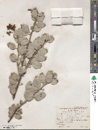 Arctostaphylos viscida image