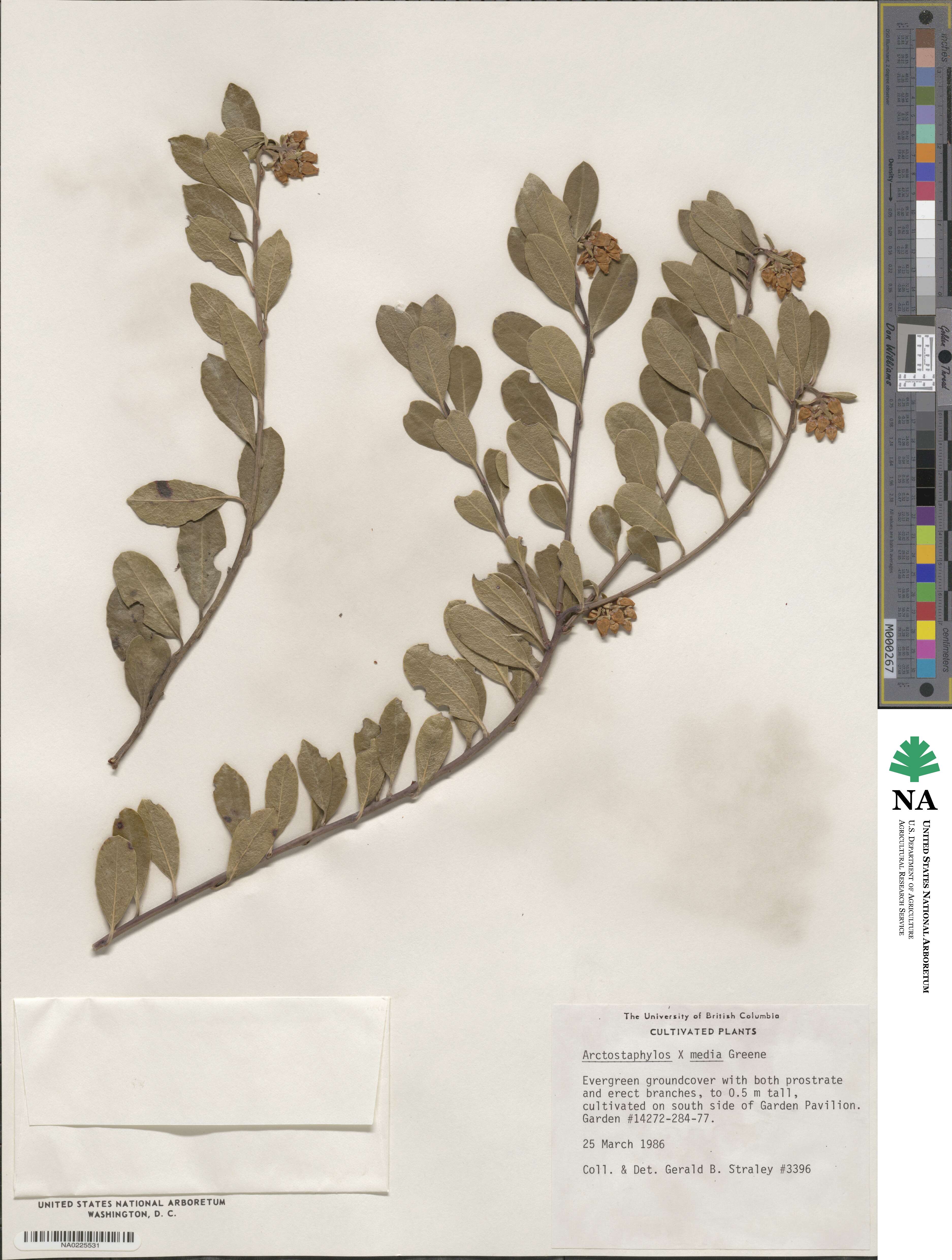 Arctostaphylos media image